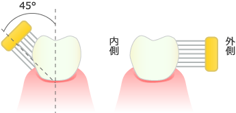 歯磨き方法：スクラッピング法